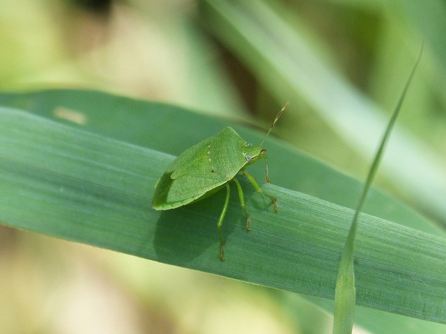 Bed Bugs Pest Control​
