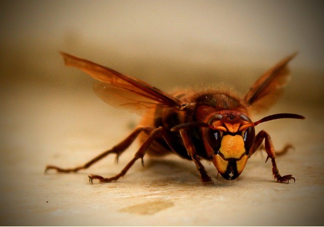 Best Pest Control Agency in Bangalore 1