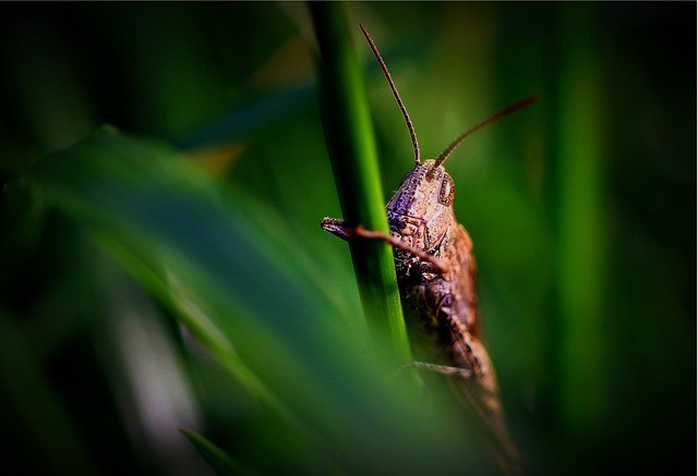 Best Pest Control Agency in Bangalore 2