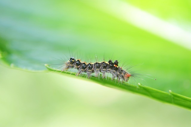 Best Pest Control Agency in Bangalore 3
