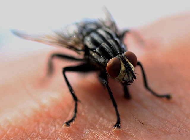 Best Pest Control Agency in Bangalore 5