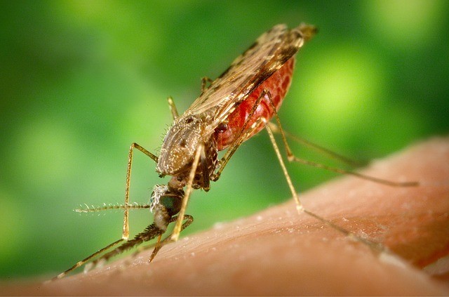 Best Pest Control Agency in Bangalore 6