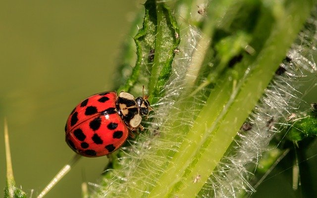 Best Pest Control Agency in Bangalore