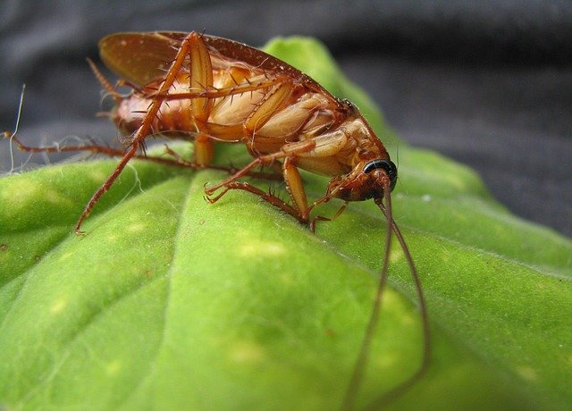 Cockroaches Pest Control